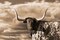 Texas Longhorn ~ Sepia Poster Print by Robert Dawson - Item # VARPDX1952